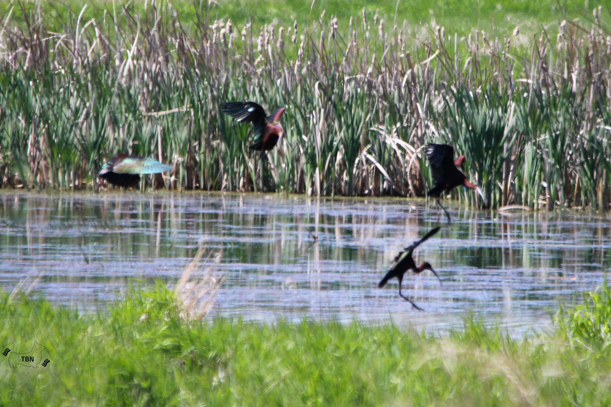 Glossy Ibis